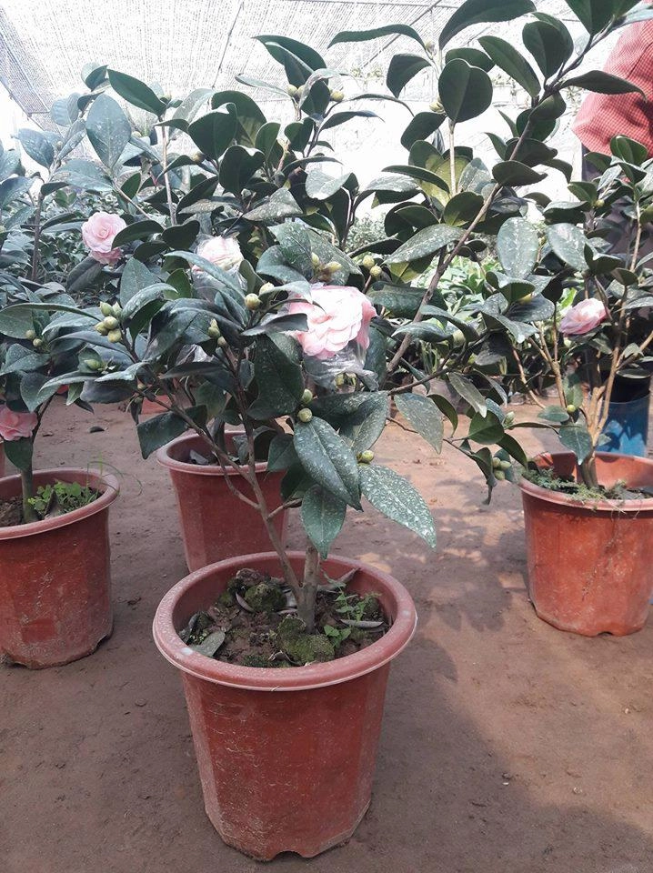 5 loại hoa đẹp lại dễ sống nên trồng ngay để kịp chơi tết - 2