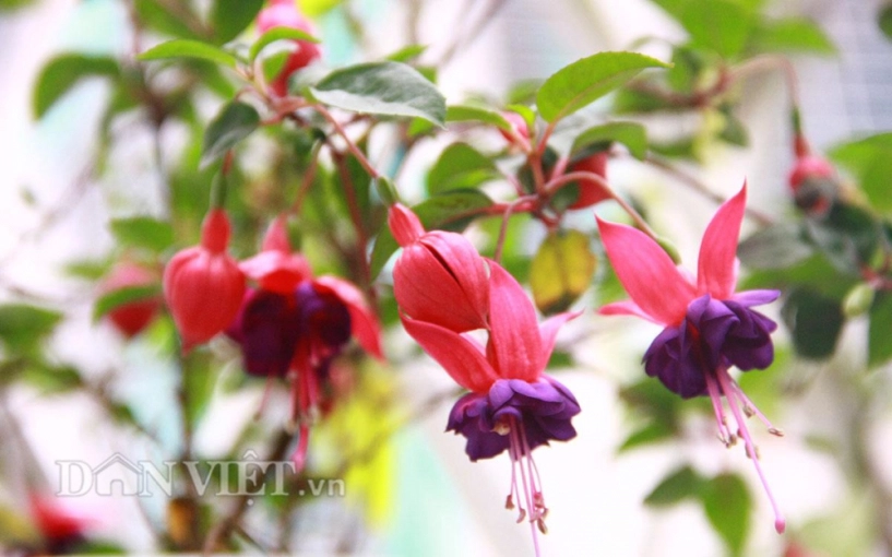 Ban công ngập sắc hoa xuân khiến ai cũng phải lòng của mẹ hà thành - 7