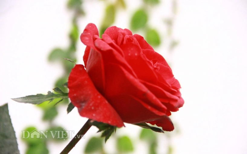 Ban công ngập sắc hoa xuân khiến ai cũng phải lòng của mẹ hà thành - 12