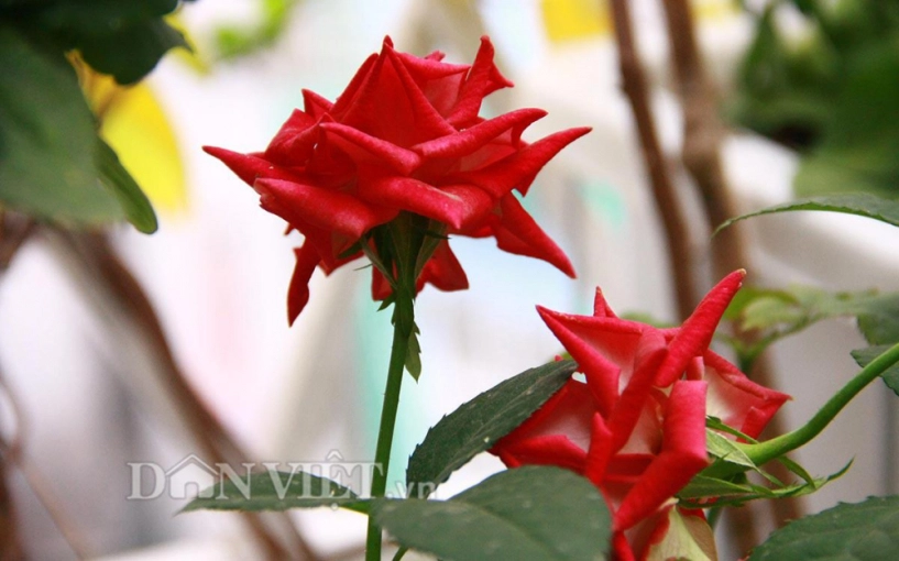Ban công ngập sắc hoa xuân khiến ai cũng phải lòng của mẹ hà thành - 14