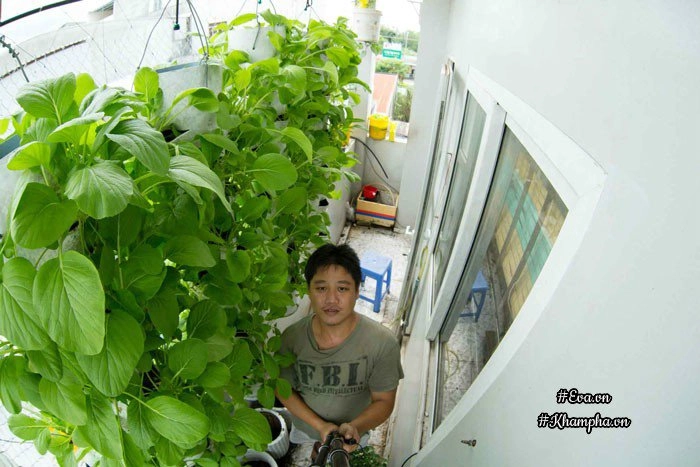 Ban công rau sạch chỉ 36m đầy ắp kỷ niệm trồng rau dở khóc dở cười của ông bố 9x - 1