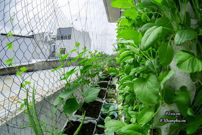 Ban công rau sạch chỉ 36m đầy ắp kỷ niệm trồng rau dở khóc dở cười của ông bố 9x - 2