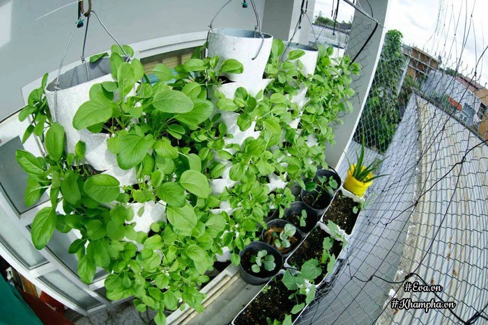 Ban công rau sạch chỉ 36m đầy ắp kỷ niệm trồng rau dở khóc dở cười của ông bố 9x - 3