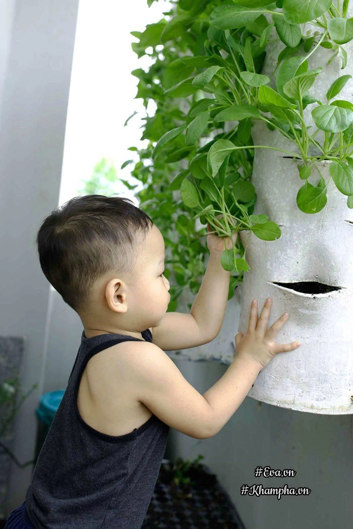 Ban công rau sạch chỉ 36m đầy ắp kỷ niệm trồng rau dở khóc dở cười của ông bố 9x - 4