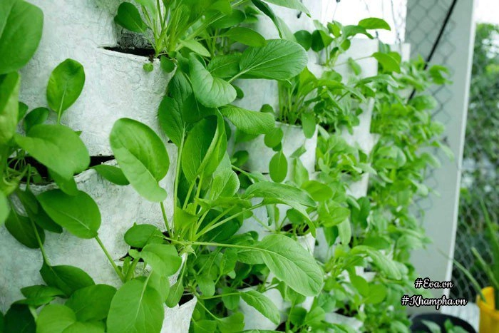 Ban công rau sạch chỉ 36m đầy ắp kỷ niệm trồng rau dở khóc dở cười của ông bố 9x - 5
