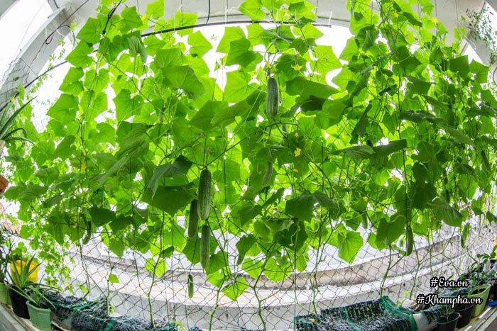 Ban công rau sạch chỉ 36m đầy ắp kỷ niệm trồng rau dở khóc dở cười của ông bố 9x - 6