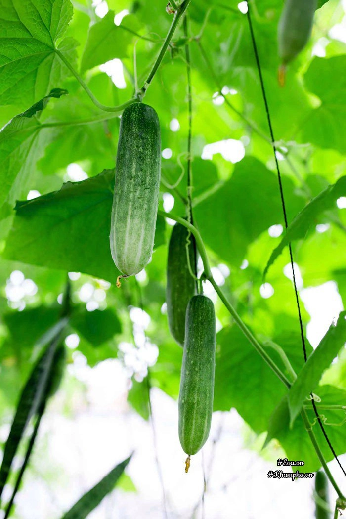 Ban công rau sạch chỉ 36m đầy ắp kỷ niệm trồng rau dở khóc dở cười của ông bố 9x - 7