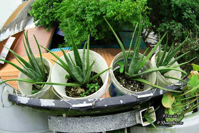 Ban công rau sạch chỉ 36m đầy ắp kỷ niệm trồng rau dở khóc dở cười của ông bố 9x - 12