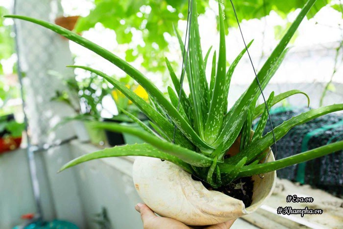 Ban công rau sạch chỉ 36m đầy ắp kỷ niệm trồng rau dở khóc dở cười của ông bố 9x - 13