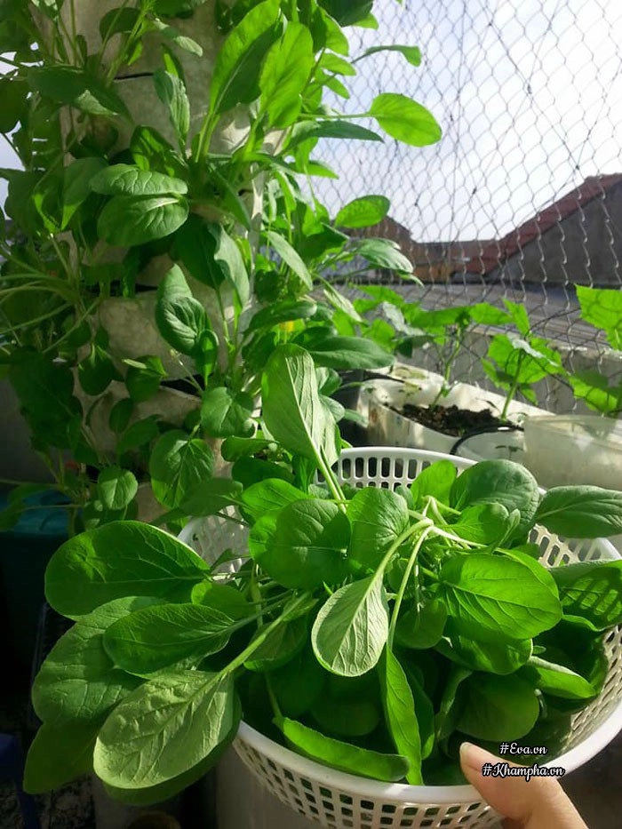 Ban công rau sạch chỉ 36m đầy ắp kỷ niệm trồng rau dở khóc dở cười của ông bố 9x - 14