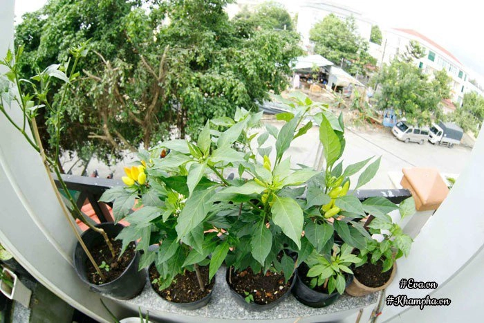 Ban công rau sạch chỉ 36m đầy ắp kỷ niệm trồng rau dở khóc dở cười của ông bố 9x - 16