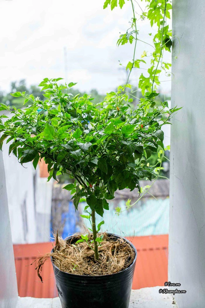Ban công rau sạch chỉ 36m đầy ắp kỷ niệm trồng rau dở khóc dở cười của ông bố 9x - 17