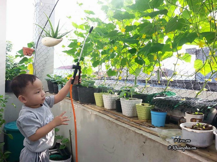 Ban công rau sạch chỉ 36m đầy ắp kỷ niệm trồng rau dở khóc dở cười của ông bố 9x - 20