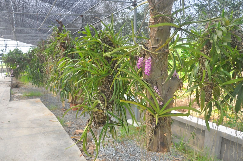 Bí quyết trồng lan bạch vĩ hổ ra hoa đẹp như ý của tỷ phú hà thành - 4