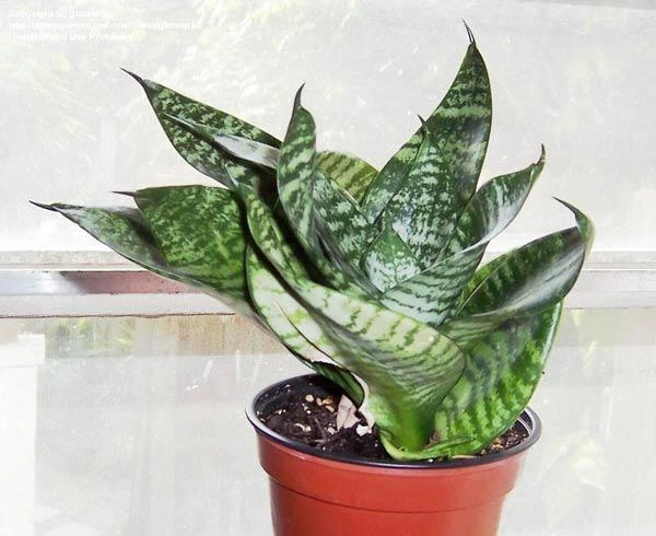 Cách trồng cây lưỡi mèo vừa sang nhà lại làm bùa hộ mệnh cho cả gia đình - 1