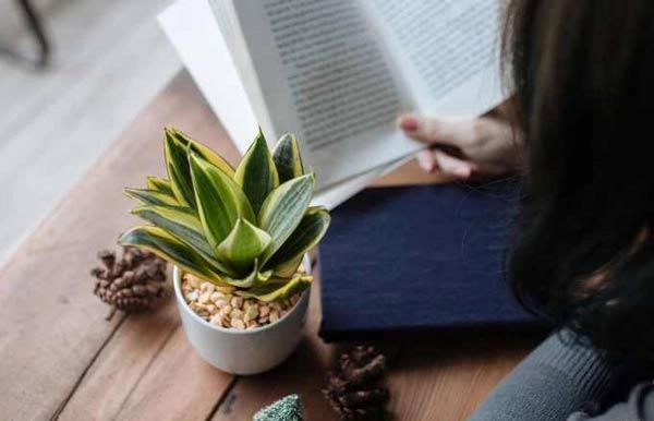 Cách trồng cây lưỡi mèo vừa sang nhà lại làm bùa hộ mệnh cho cả gia đình - 3