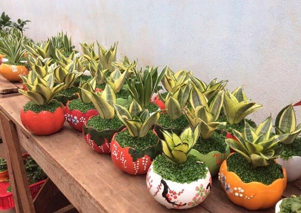Cách trồng cây lưỡi mèo vừa sang nhà lại làm bùa hộ mệnh cho cả gia đình - 5