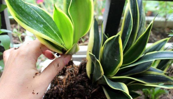 Cách trồng cây lưỡi mèo vừa sang nhà lại làm bùa hộ mệnh cho cả gia đình - 6