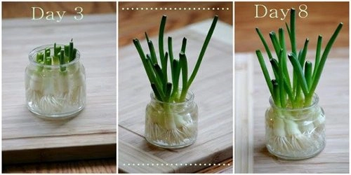 Cách trồng nấm kim châm hành lá tỏi ngắn ngày cho những chị em bận rộn - 3