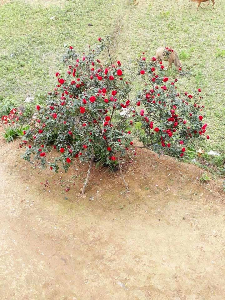Câu chuyện buồn của cậu bé chăm cây hồng quý 10 năm bị kẻ xấu vào tận sân đào trộm - 3