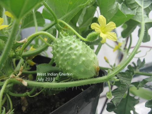 Chị em đổ xô săn lùng dưa khoai tây giá chát - 6