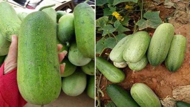 Chị em nhao nhao tìm mua loại dưa chuột lạ béo tròn nặng tới 2kgquả ăn đã đời - 4