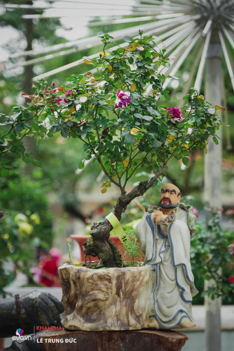 Chiêm ngưỡng những nàng hồng bonsai đắt đỏ được đánh giá đẹp nhất lễ hội hoa hồng bulgaria 2018 - 1