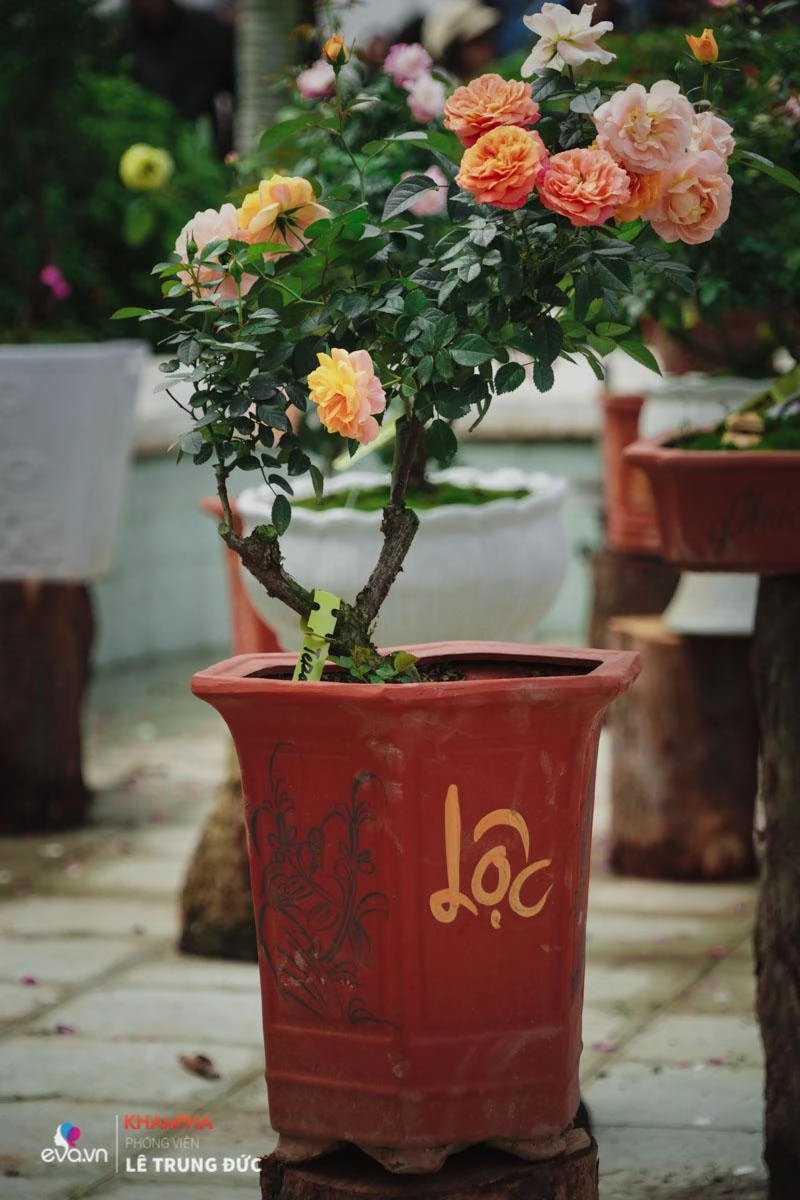 Chiêm ngưỡng những nàng hồng bonsai đắt đỏ được đánh giá đẹp nhất lễ hội hoa hồng bulgaria 2018 - 3