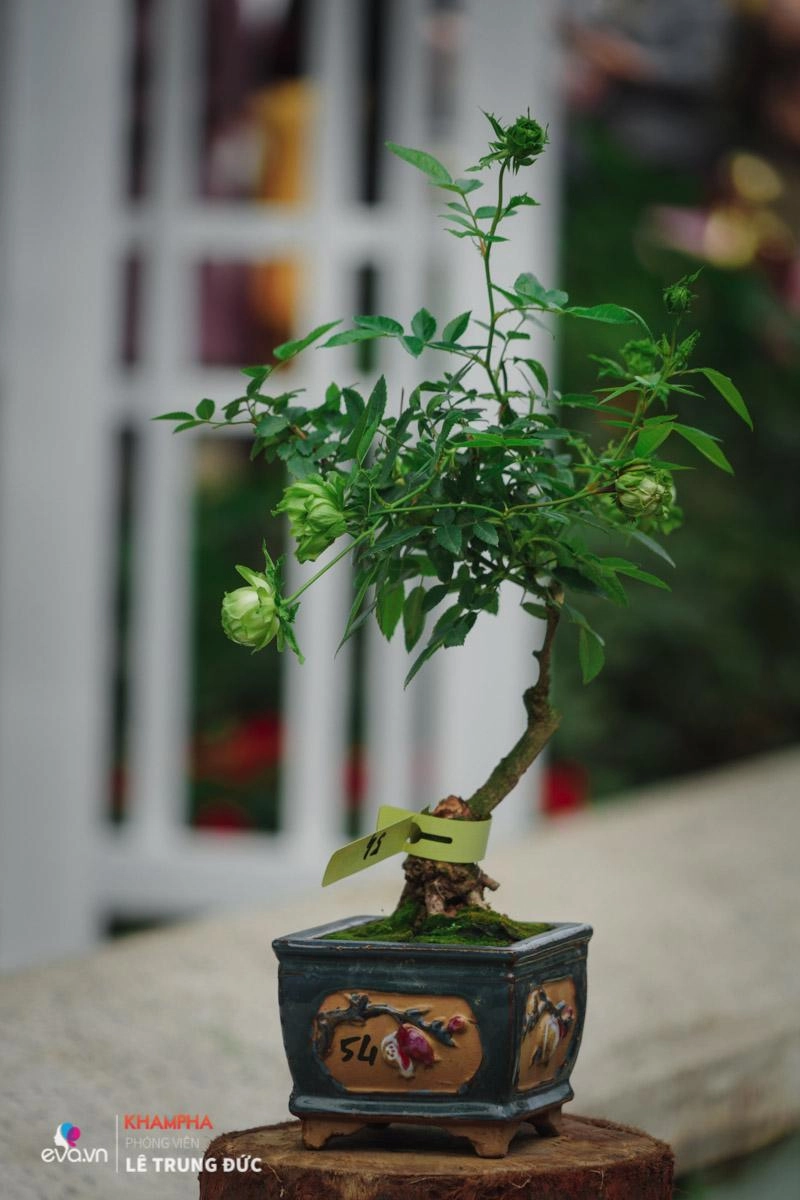 Chiêm ngưỡng những nàng hồng bonsai đắt đỏ được đánh giá đẹp nhất lễ hội hoa hồng bulgaria 2018 - 5