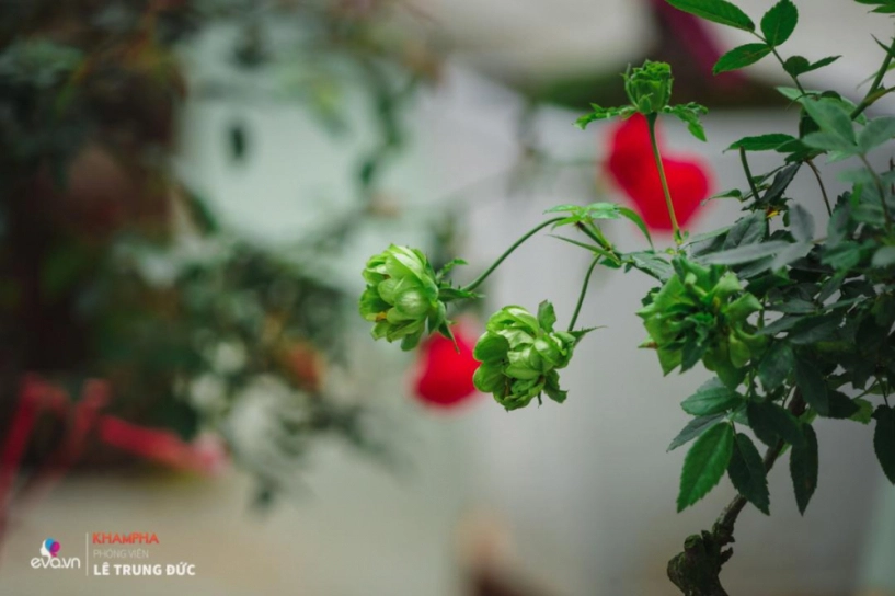 Chiêm ngưỡng những nàng hồng bonsai đắt đỏ được đánh giá đẹp nhất lễ hội hoa hồng bulgaria 2018 - 6