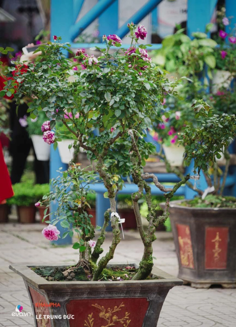 Chiêm ngưỡng những nàng hồng bonsai đắt đỏ được đánh giá đẹp nhất lễ hội hoa hồng bulgaria 2018 - 7