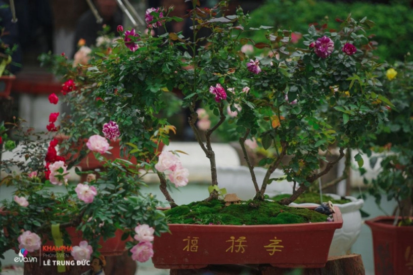 Chiêm ngưỡng những nàng hồng bonsai đắt đỏ được đánh giá đẹp nhất lễ hội hoa hồng bulgaria 2018 - 8