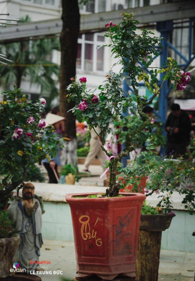 Chiêm ngưỡng những nàng hồng bonsai đắt đỏ được đánh giá đẹp nhất lễ hội hoa hồng bulgaria 2018 - 9
