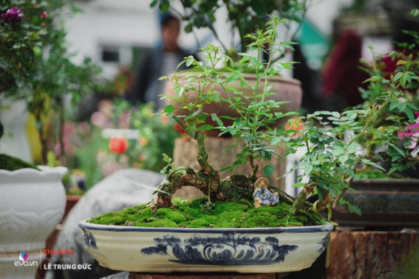 Chiêm ngưỡng những nàng hồng bonsai đắt đỏ được đánh giá đẹp nhất lễ hội hoa hồng bulgaria 2018 - 10