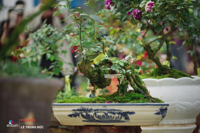 Chiêm ngưỡng những nàng hồng bonsai đắt đỏ được đánh giá đẹp nhất lễ hội hoa hồng bulgaria 2018 - 11