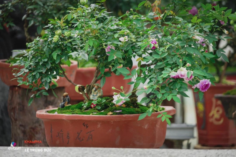 Chiêm ngưỡng những nàng hồng bonsai đắt đỏ được đánh giá đẹp nhất lễ hội hoa hồng bulgaria 2018 - 12