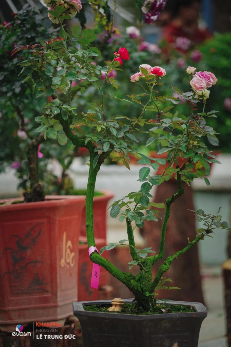 Chiêm ngưỡng những nàng hồng bonsai đắt đỏ được đánh giá đẹp nhất lễ hội hoa hồng bulgaria 2018 - 14