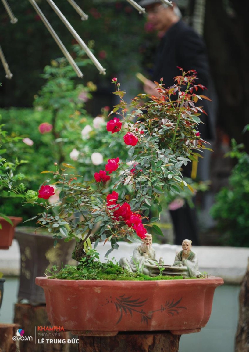 Chiêm ngưỡng những nàng hồng bonsai đắt đỏ được đánh giá đẹp nhất lễ hội hoa hồng bulgaria 2018 - 18