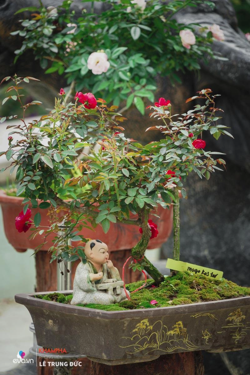 Chiêm ngưỡng những nàng hồng bonsai đắt đỏ được đánh giá đẹp nhất lễ hội hoa hồng bulgaria 2018 - 15