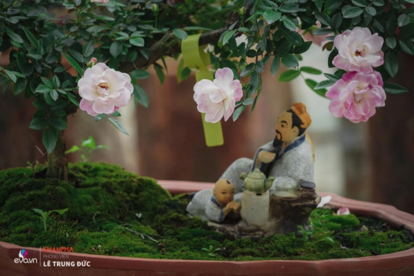 Chiêm ngưỡng những nàng hồng bonsai đắt đỏ được đánh giá đẹp nhất lễ hội hoa hồng bulgaria 2018 - 16