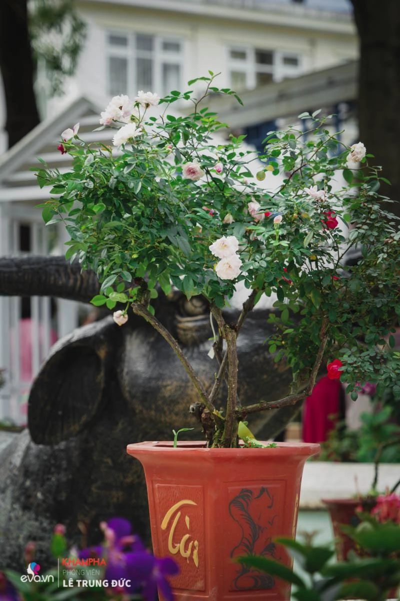 Chiêm ngưỡng những nàng hồng bonsai đắt đỏ được đánh giá đẹp nhất lễ hội hoa hồng bulgaria 2018 - 17