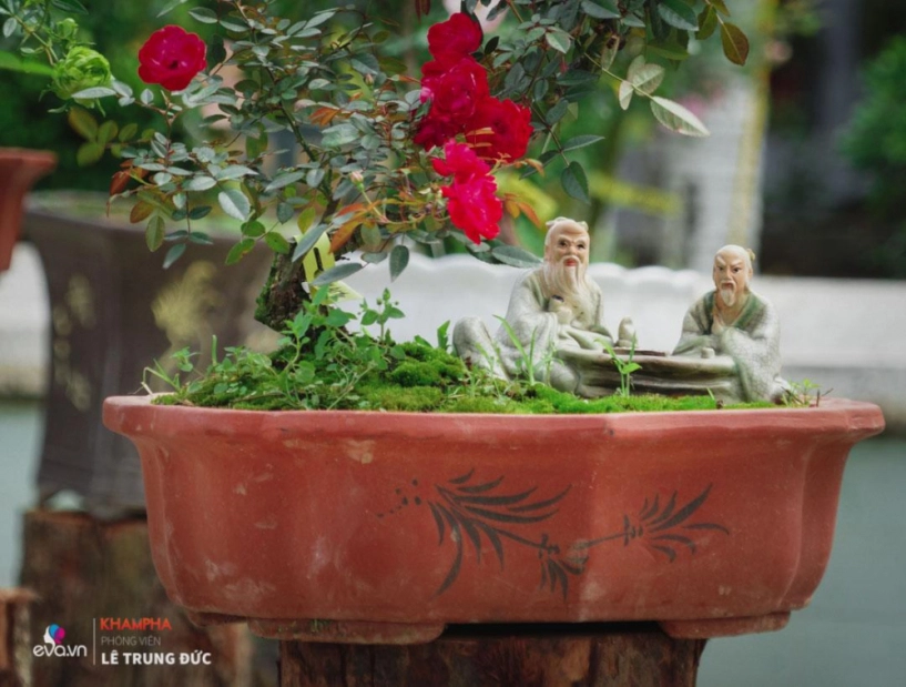 Chiêm ngưỡng những nàng hồng bonsai đắt đỏ được đánh giá đẹp nhất lễ hội hoa hồng bulgaria 2018 - 19