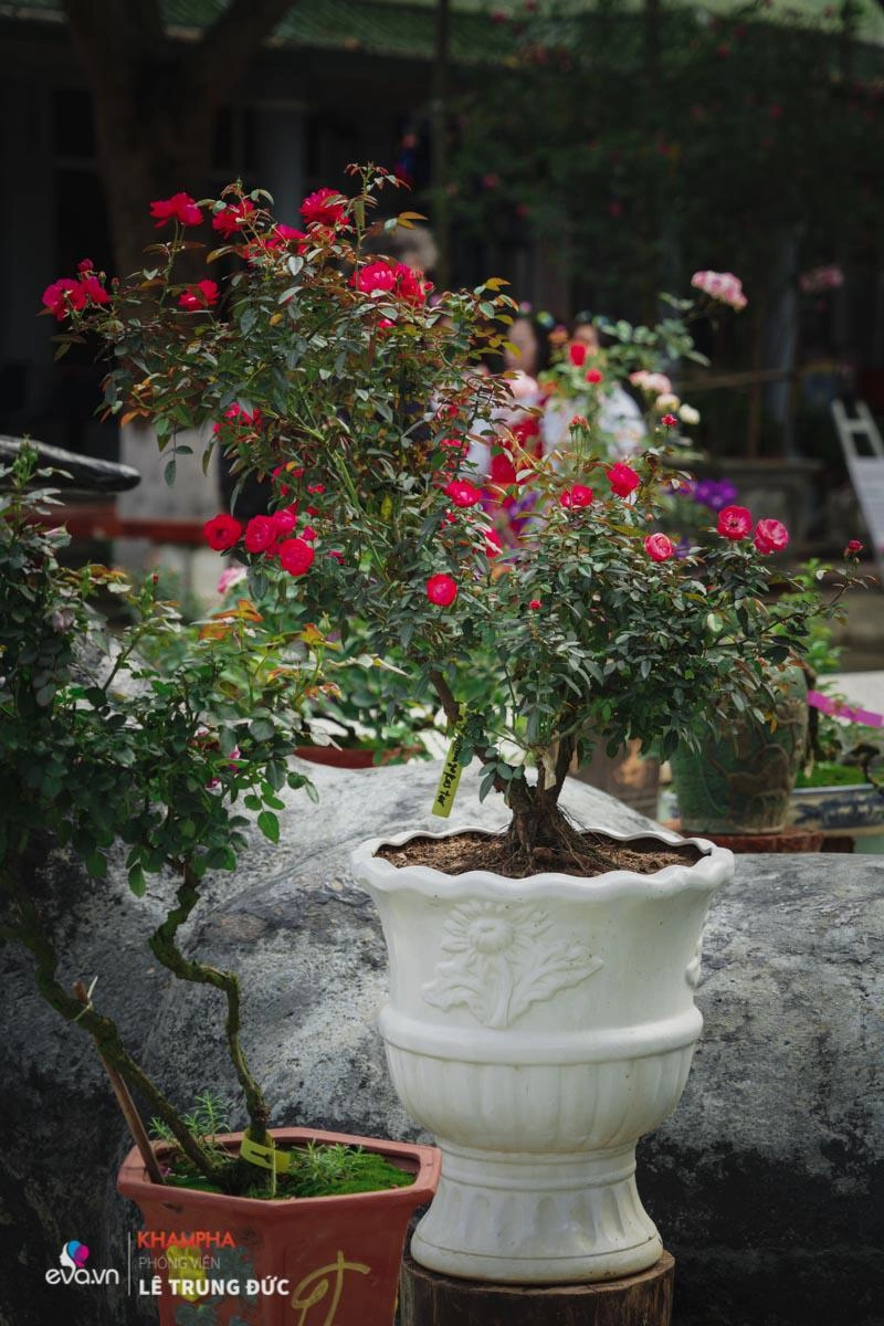 Chiêm ngưỡng những nàng hồng bonsai đắt đỏ được đánh giá đẹp nhất lễ hội hoa hồng bulgaria 2018 - 20