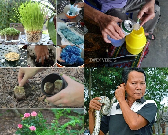 Chuyện thật như đùa dùng bỉm trồng rau bia tưới nấm ngô bón cam - 1