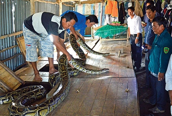 Chuyện thật như đùa dùng bỉm trồng rau bia tưới nấm ngô bón cam - 5