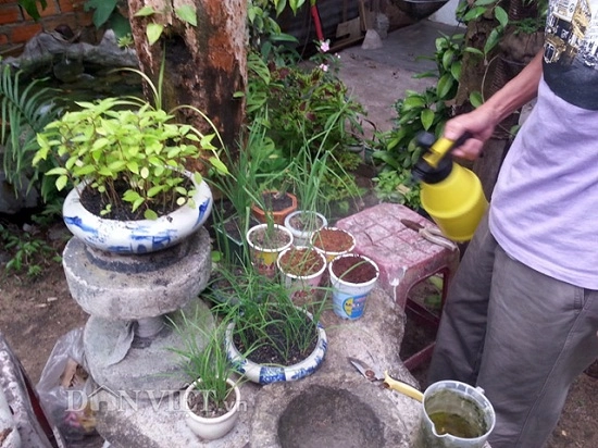 Chuyện thật như đùa dùng bỉm trồng rau bia tưới nấm ngô bón cam - 8