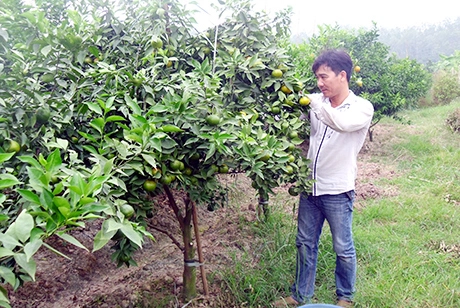 Chuyện thật như đùa dùng bỉm trồng rau bia tưới nấm ngô bón cam - 11