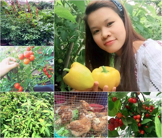 Chuyện thật như đùa dùng bỉm trồng rau bia tưới nấm ngô bón cam - 14