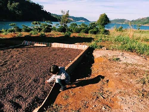 Con lý hải ăn cơm bình dân nghịch đất trên cao nguyên - 3