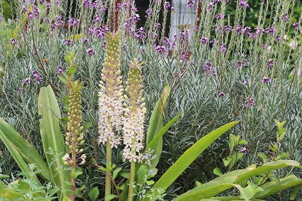 Cuộc đời bình yên bên vườn hoa trái đẹp như thiên đường của bà lão 83 tuổi - 12